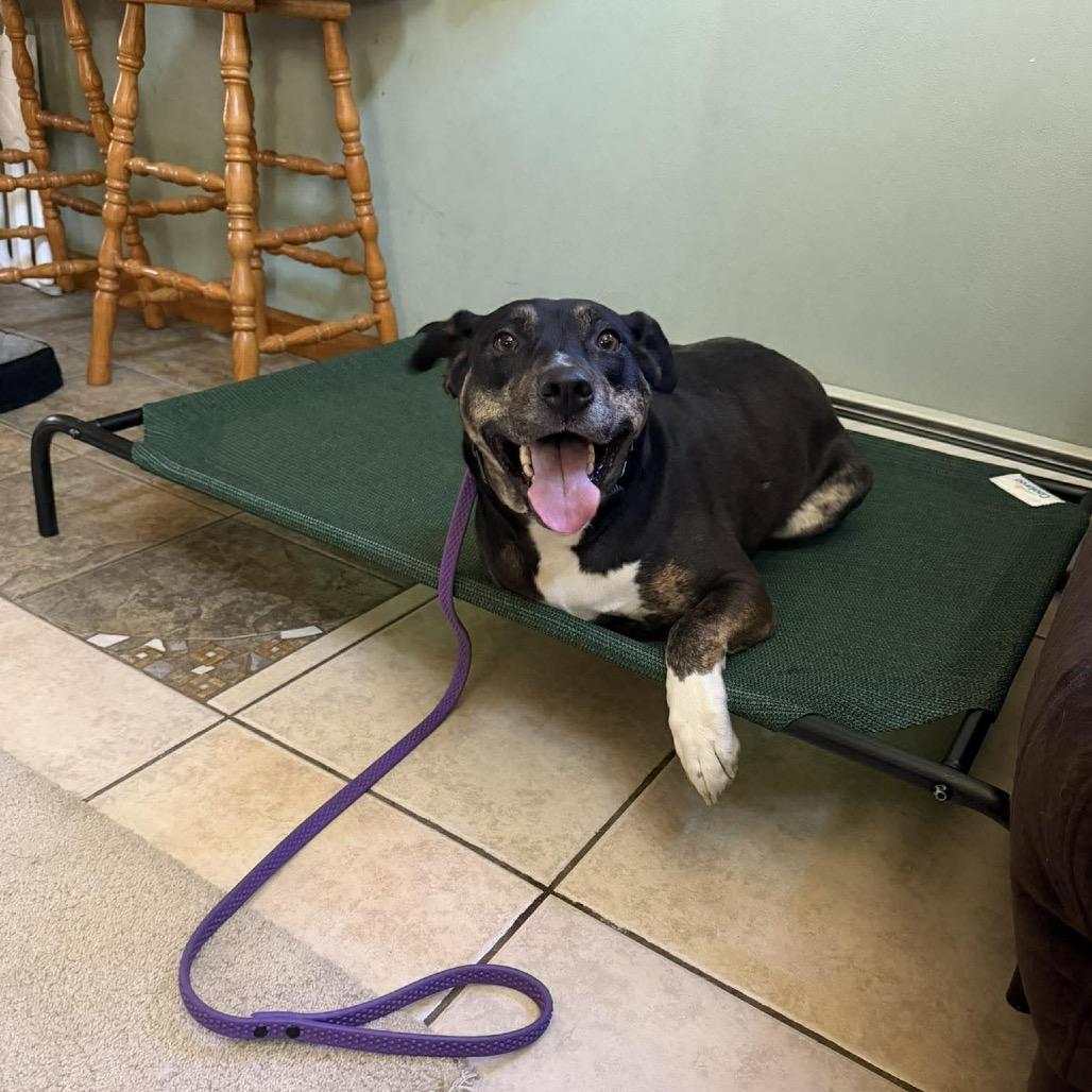 Boo, Adoptable, Adult Female Cattle Dog & Mixed Breed.
