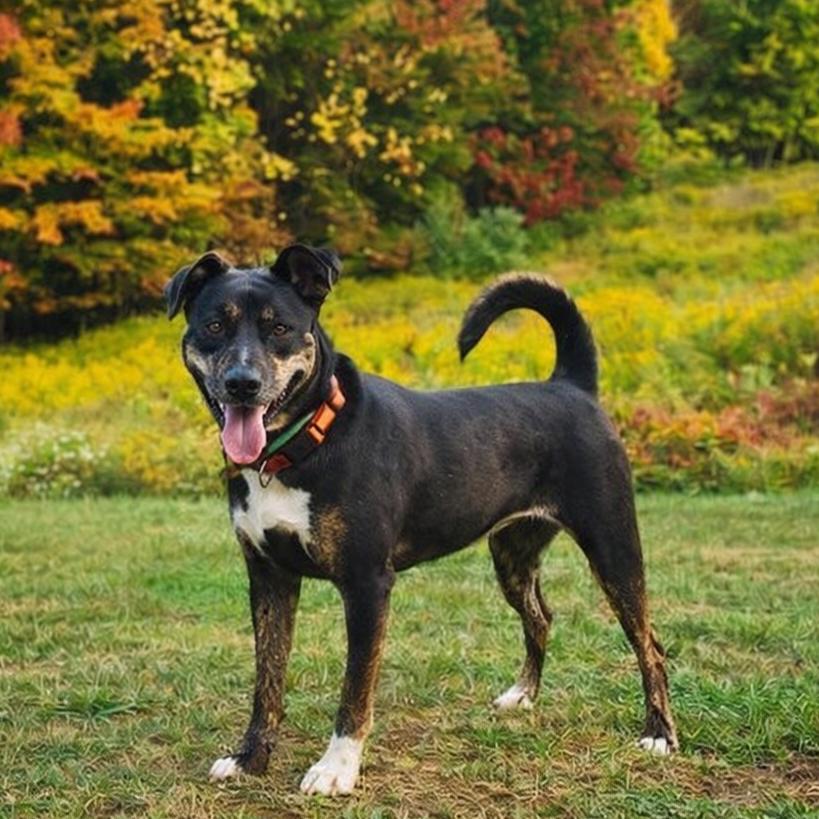 Enlarge Boo, a Adoptable mixed breed in Binghamton, NY image 3/6