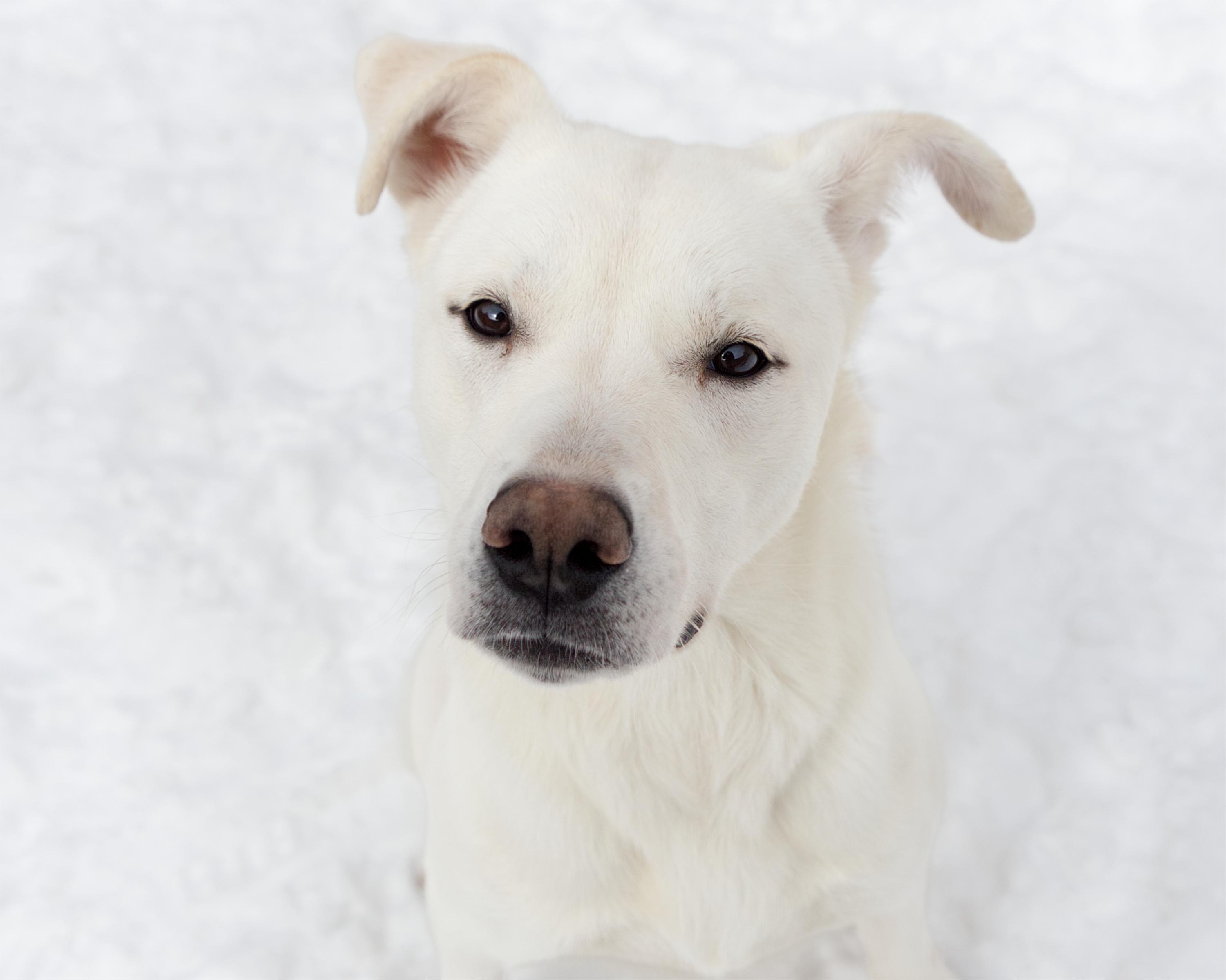 Violet, adoptable, Adult Female Retriever.