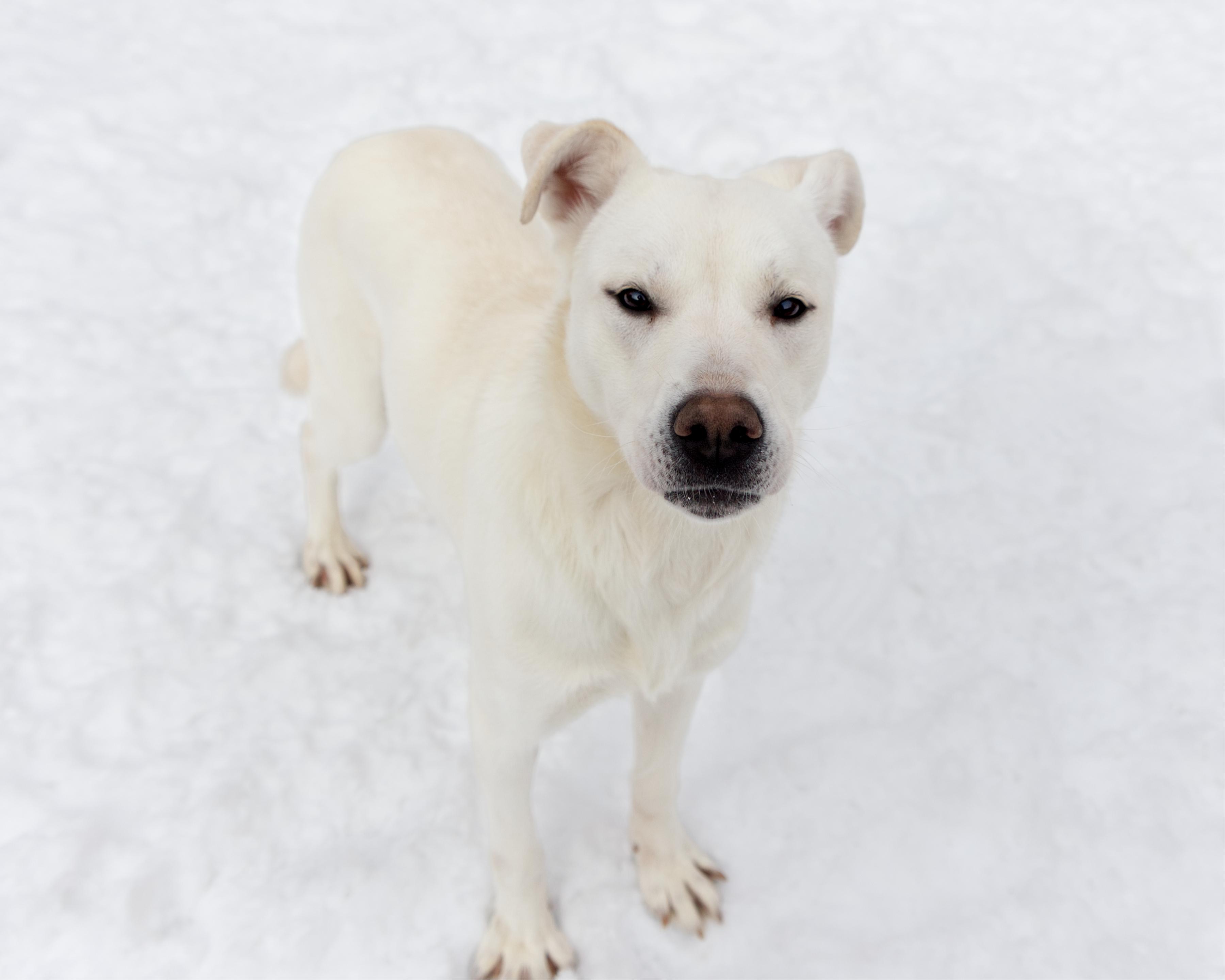 Violet, an adoptable mixed breed in Winnipeg, MB image 2/3