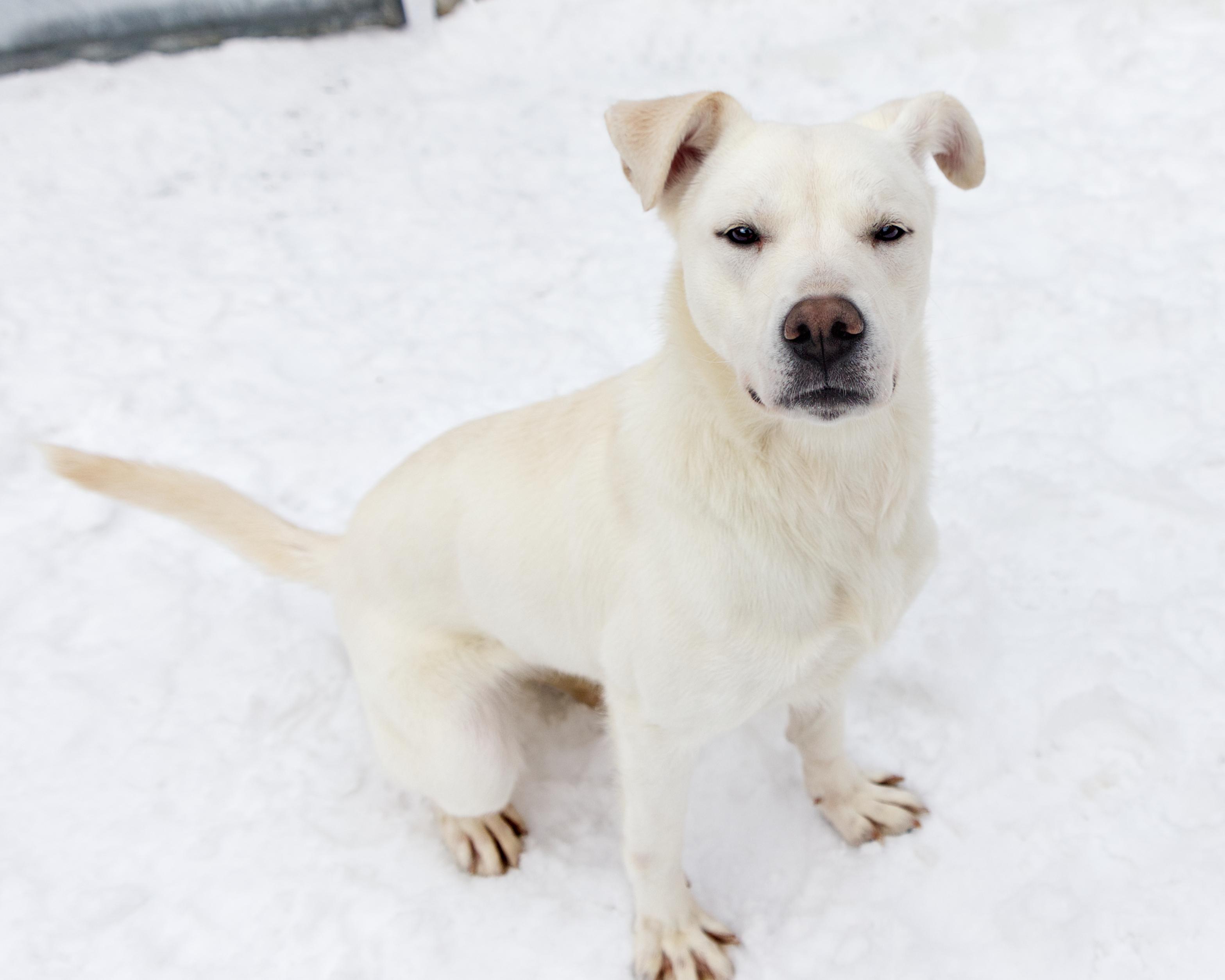 Violet, an adoptable mixed breed in Winnipeg, MB image 3/3