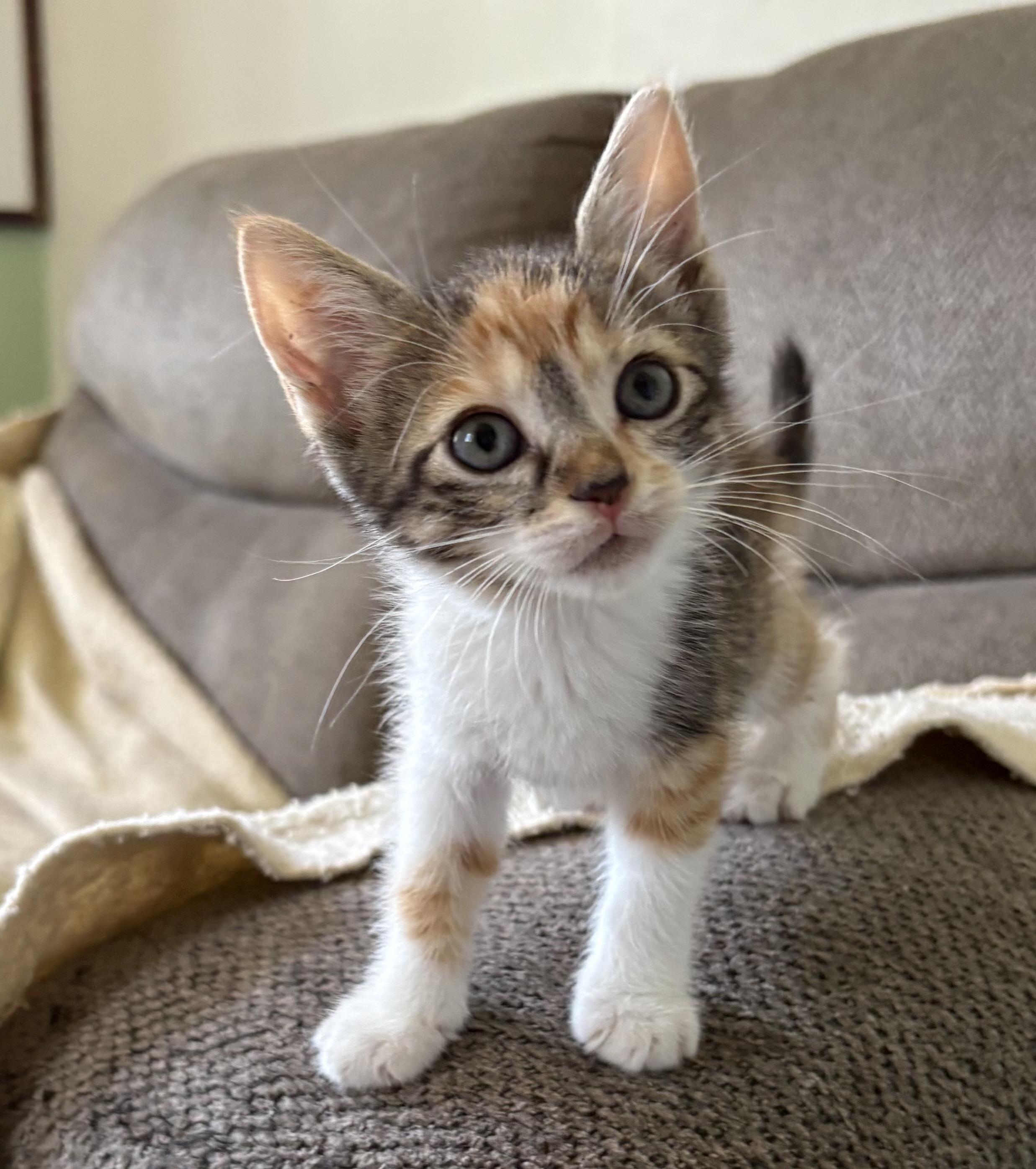 Celina, Adoptable, Kitten Female Domestic Short Hair.