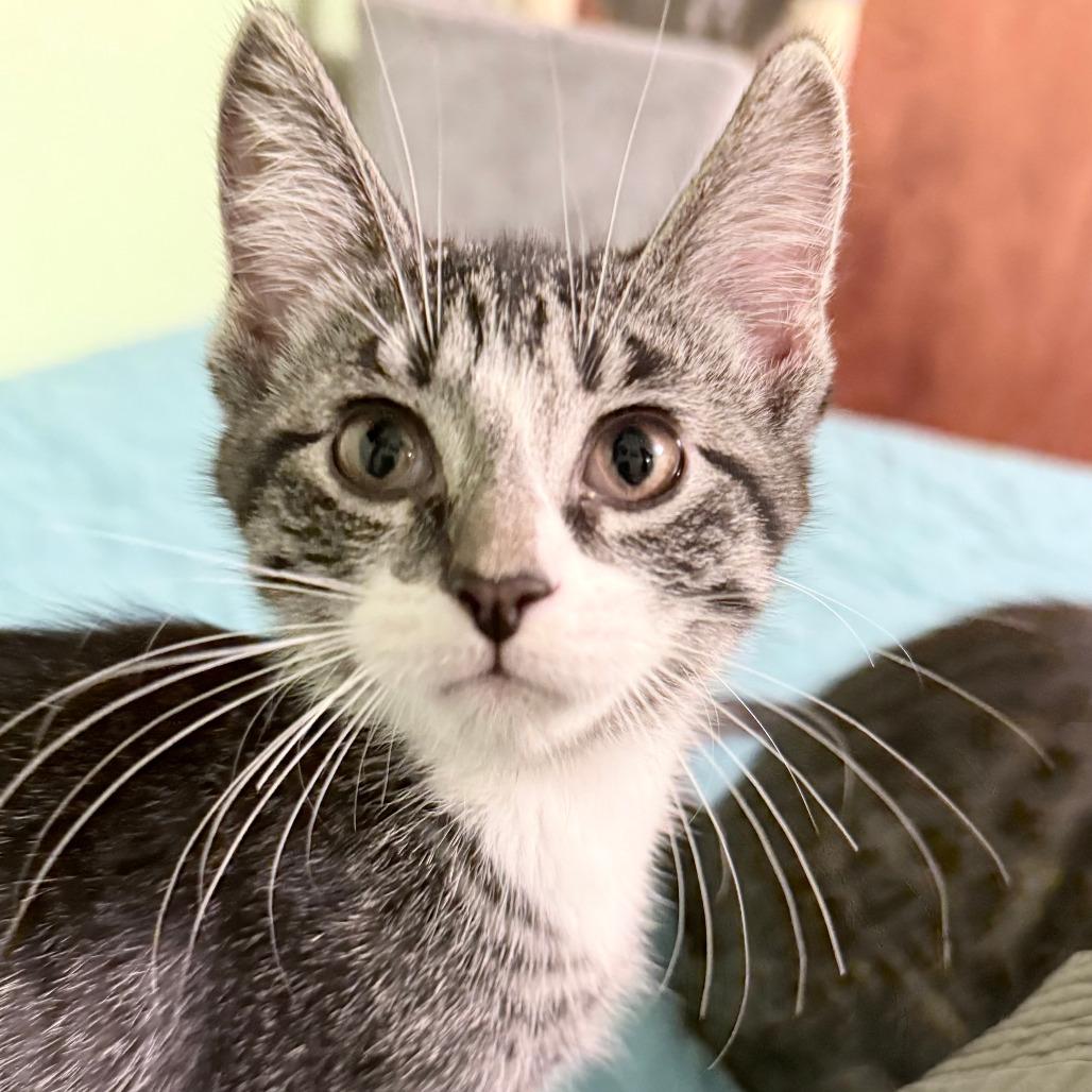Nugget, a Adoptable Domestic Short Hair in Middleton, WI image 1/4