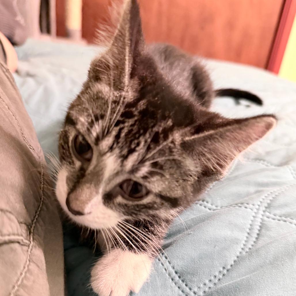 Nugget, a Adoptable Domestic Short Hair in Middleton, WI image 2/4
