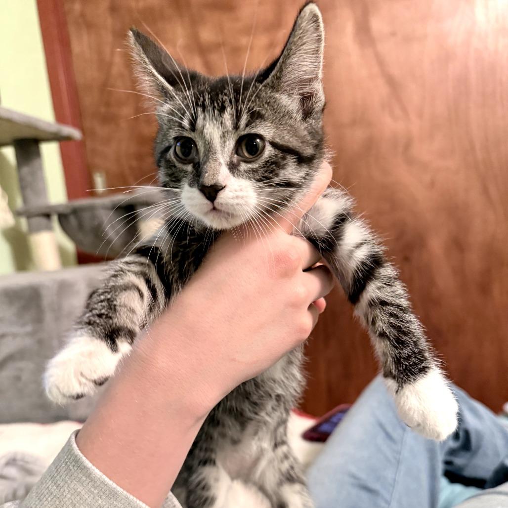 Nugget, a Adoptable Domestic Short Hair in Middleton, WI image 3/4