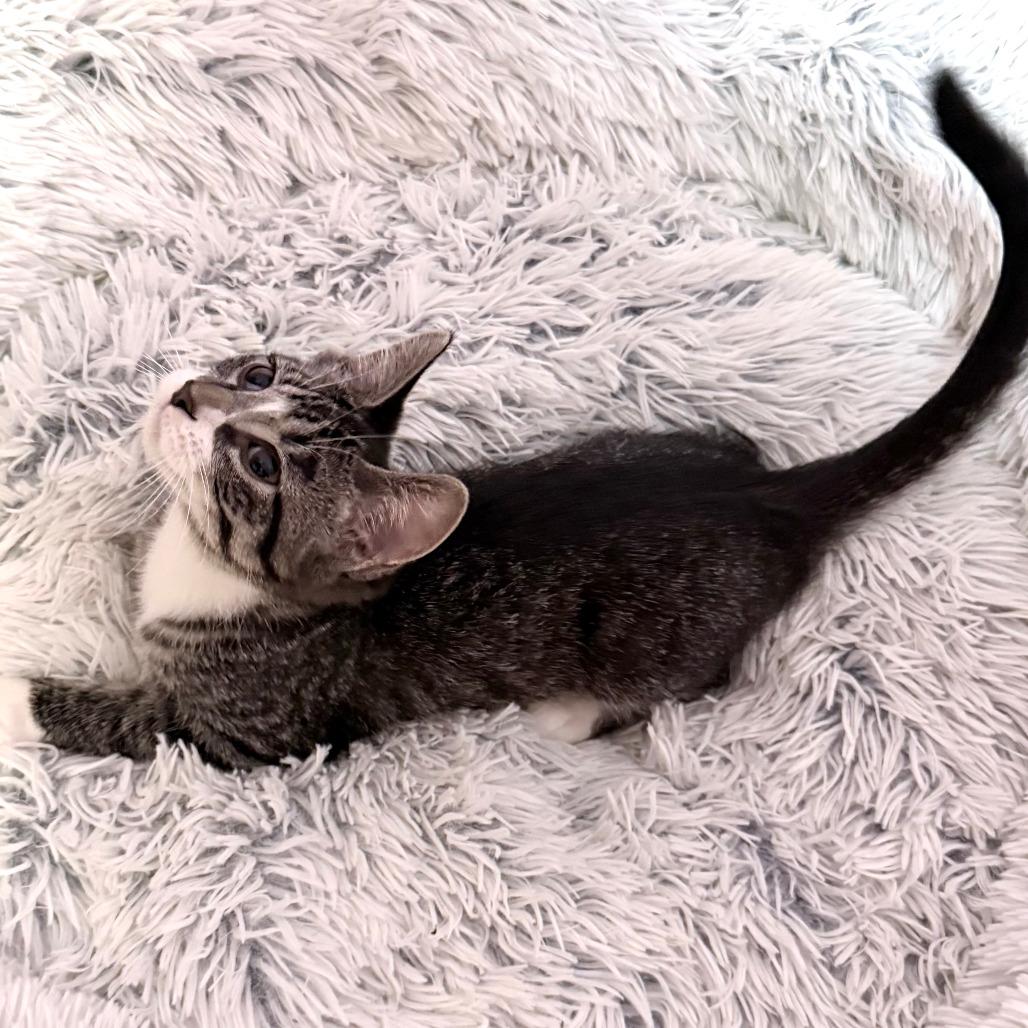 Nugget, a Adoptable Domestic Short Hair in Middleton, WI image 4/4