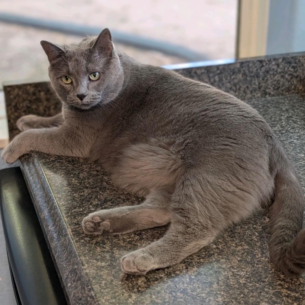 Precious, Adoptable, Adult Female Russian Blue & Chartreux.
