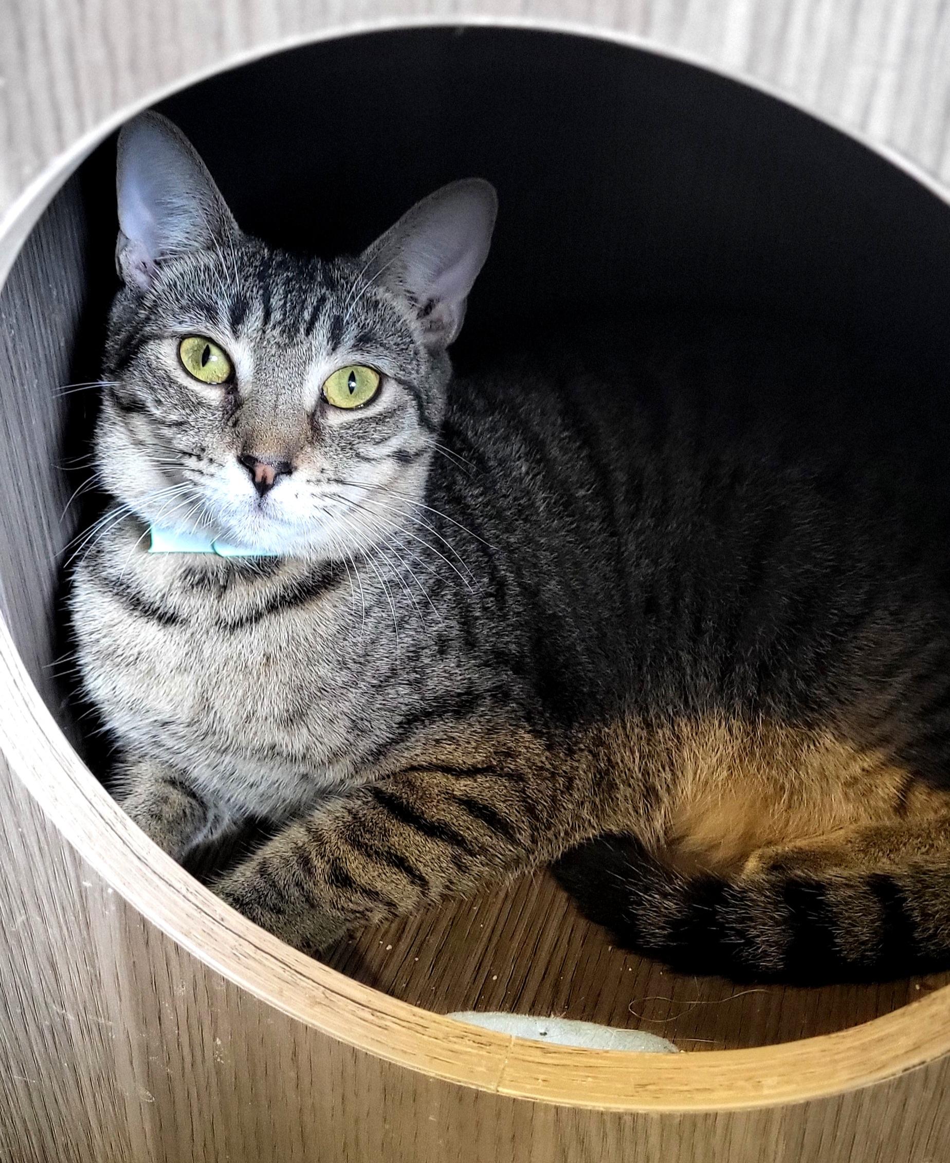 Enlarge Peter, a Adoptable Domestic Short Hair in Aiea, HI image 1/4