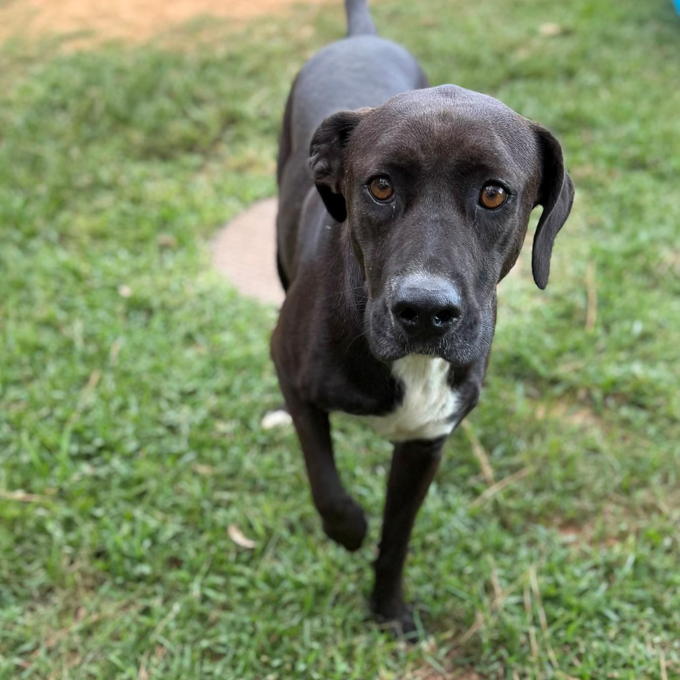Enlarge Husdon, a ADOPTABLE mixed breed in Summerdale, AL image 1/1