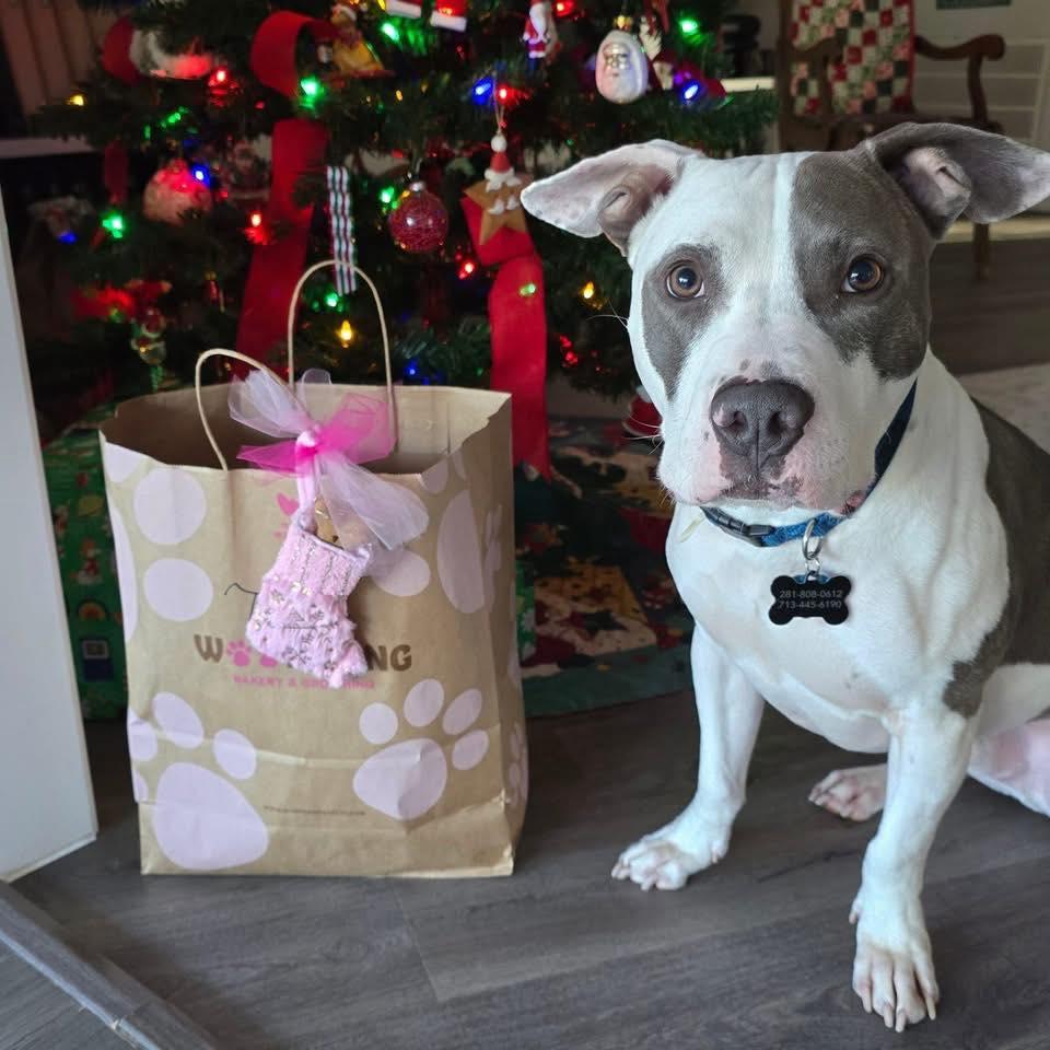 Enlarge Theo, a ADOPTABLE mixed breed in Cypress, TX image 5/6