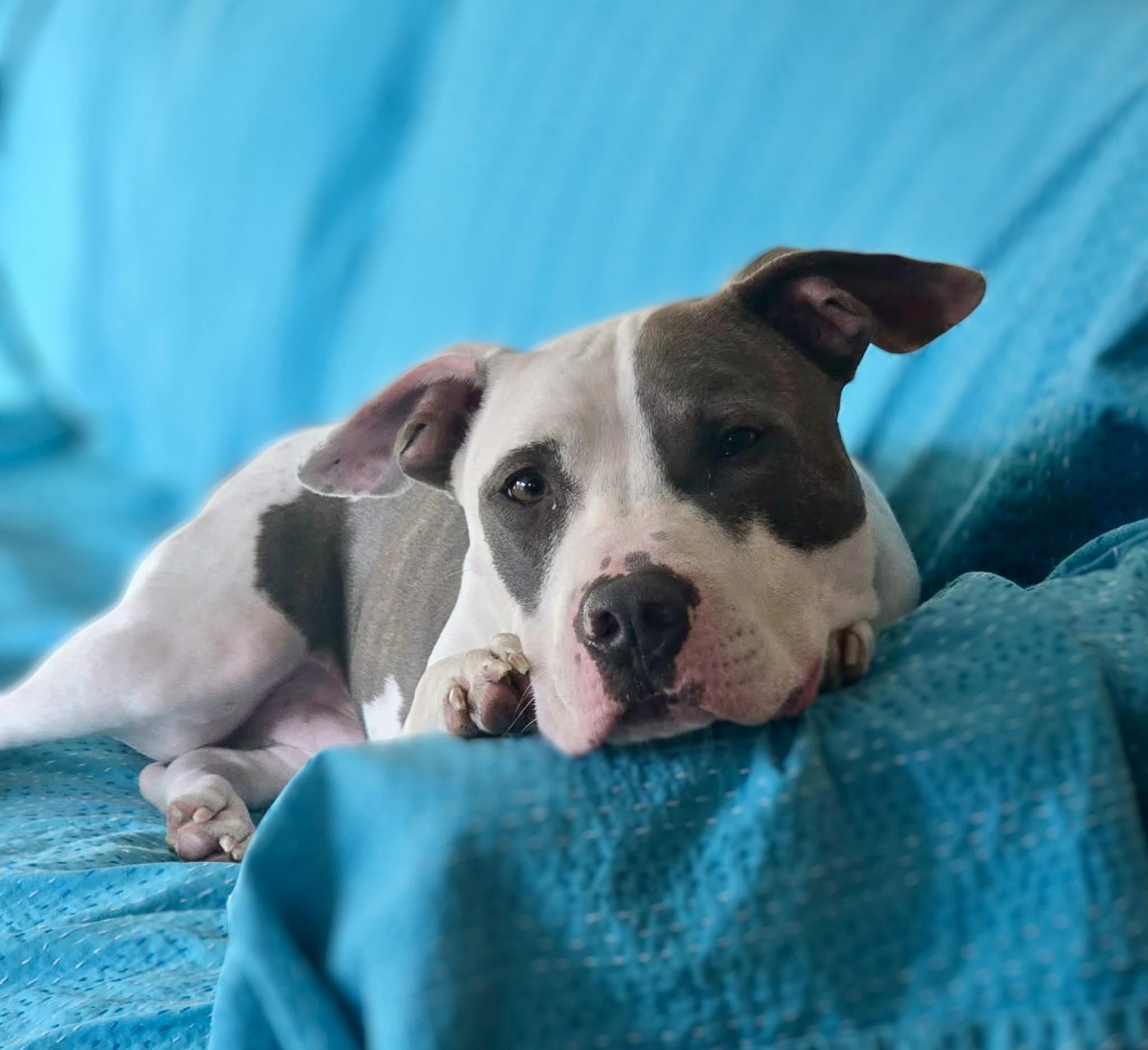 Enlarge Theo, a ADOPTABLE mixed breed in Cypress, TX image 6/6