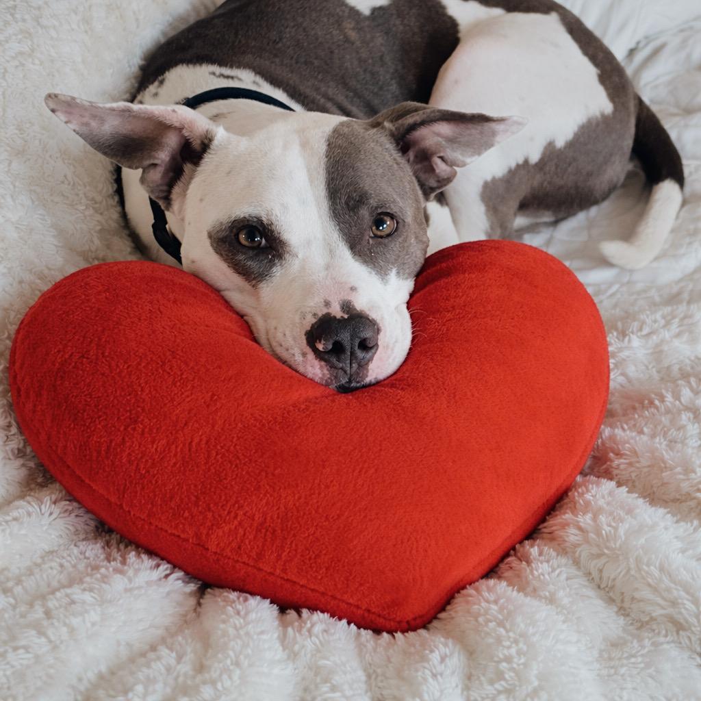 Enlarge Theo, a ADOPTABLE mixed breed in Cypress, TX image 5/5