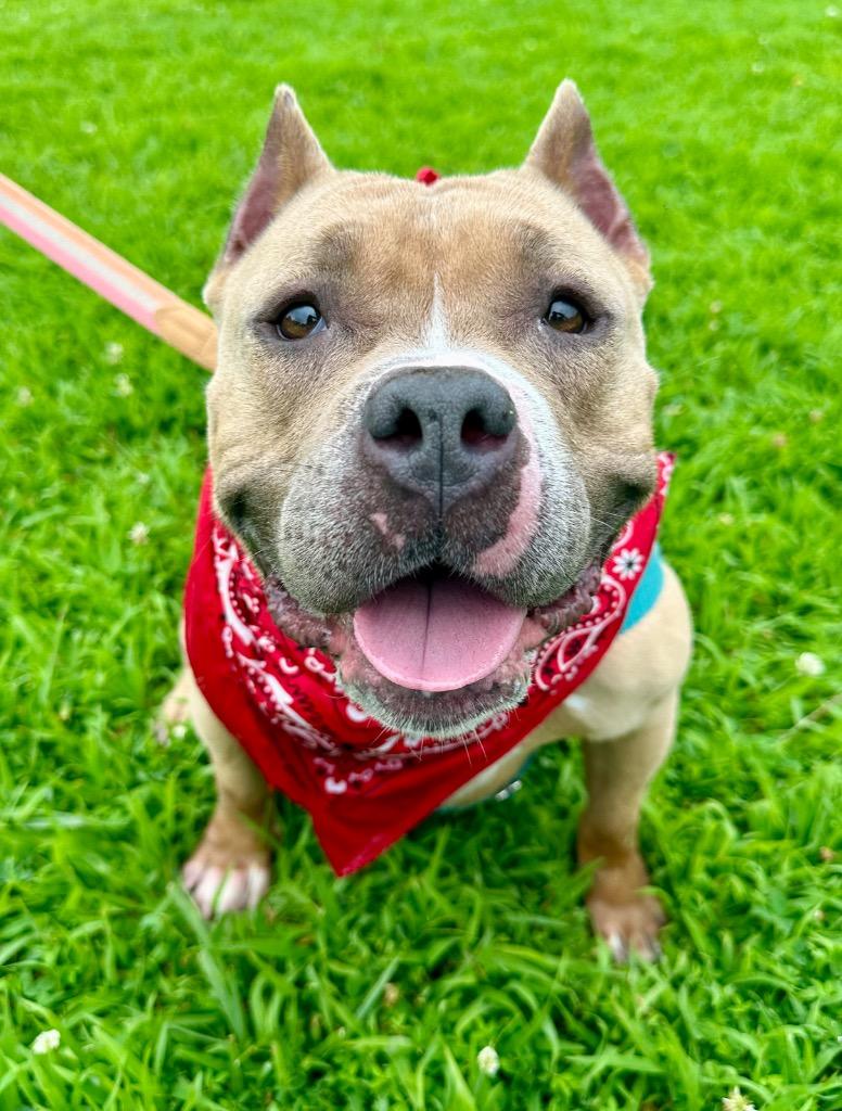 Venus, Adoptable, Adult Female American Staffordshire Terrier.