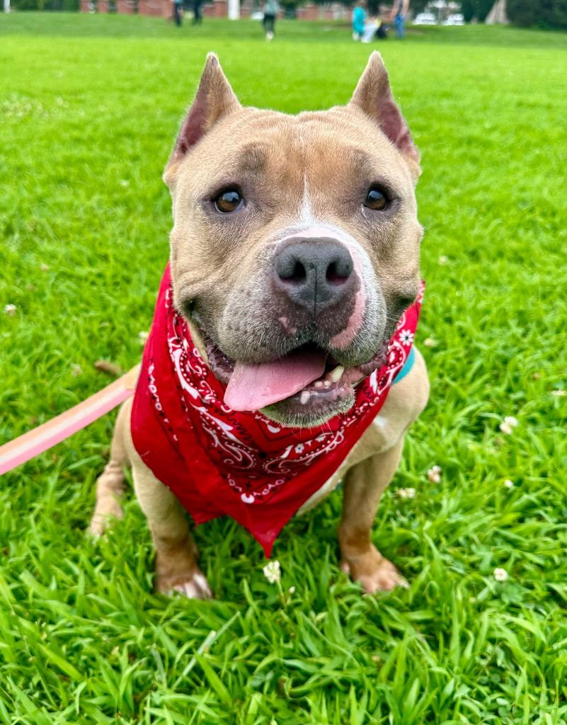 Venus, a Adoptable American Staffordshire Terrier in Ewing, NJ image 2/5