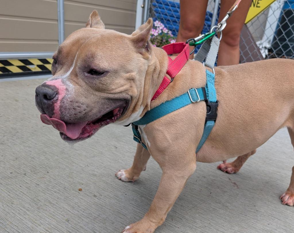 Venus, a Adoptable American Staffordshire Terrier in Ewing, NJ image 3/5