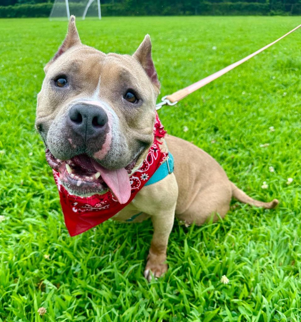 Enlarge Venus, a Adoptable American Staffordshire Terrier in Ewing, NJ image 2/4