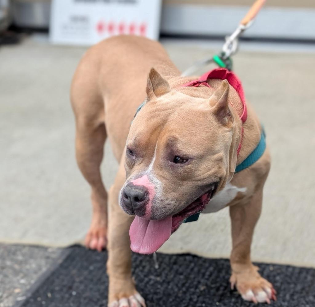 Enlarge Venus, a Adoptable American Staffordshire Terrier in Ewing, NJ image 4/5