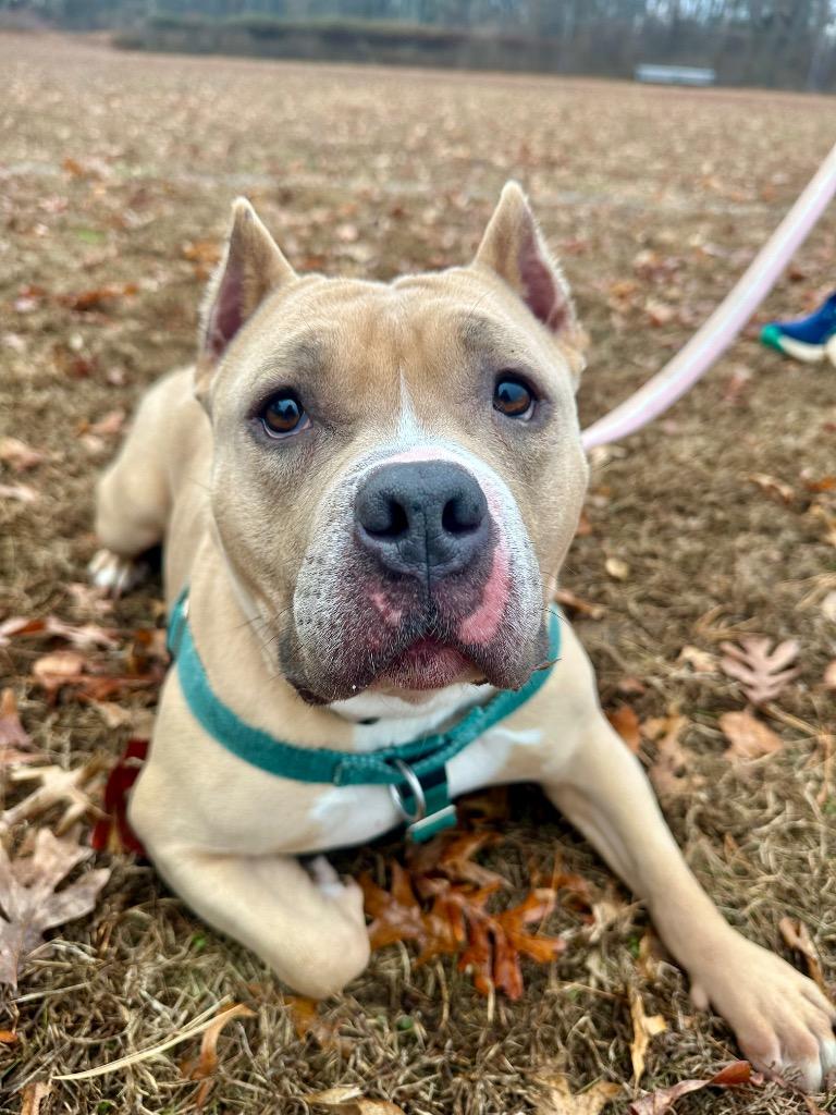 Enlarge Venus, a Adoptable American Staffordshire Terrier in Ewing, NJ image 4/4