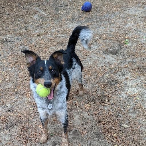 Dash, Adult Male Border Collie
