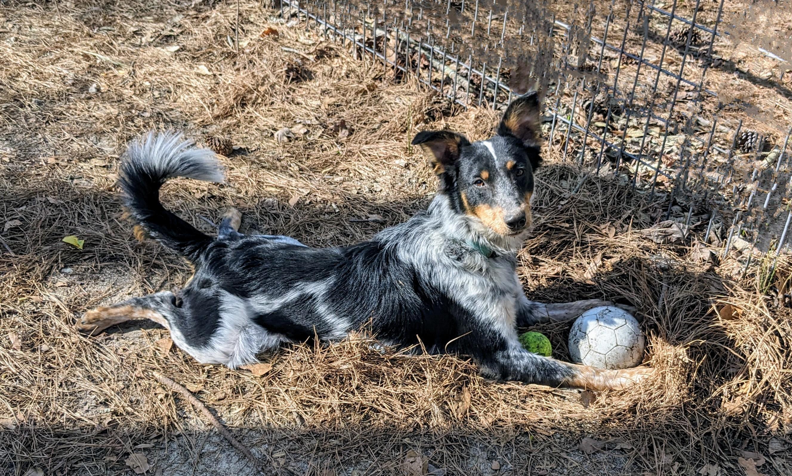 Dash, a Adoptable mixed breed in Clayton, NC image 3/6