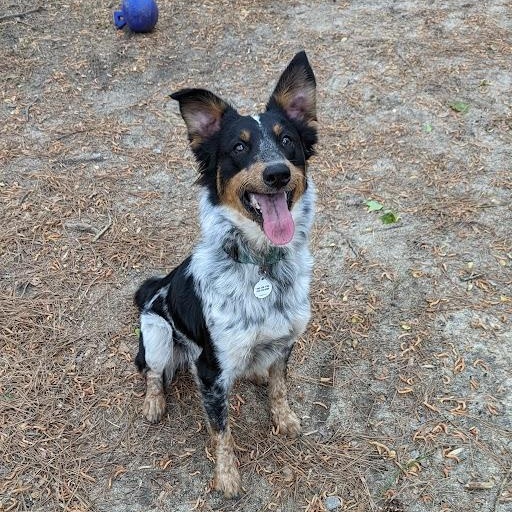 Dash, a Adoptable mixed breed in Clayton, NC image 2/6