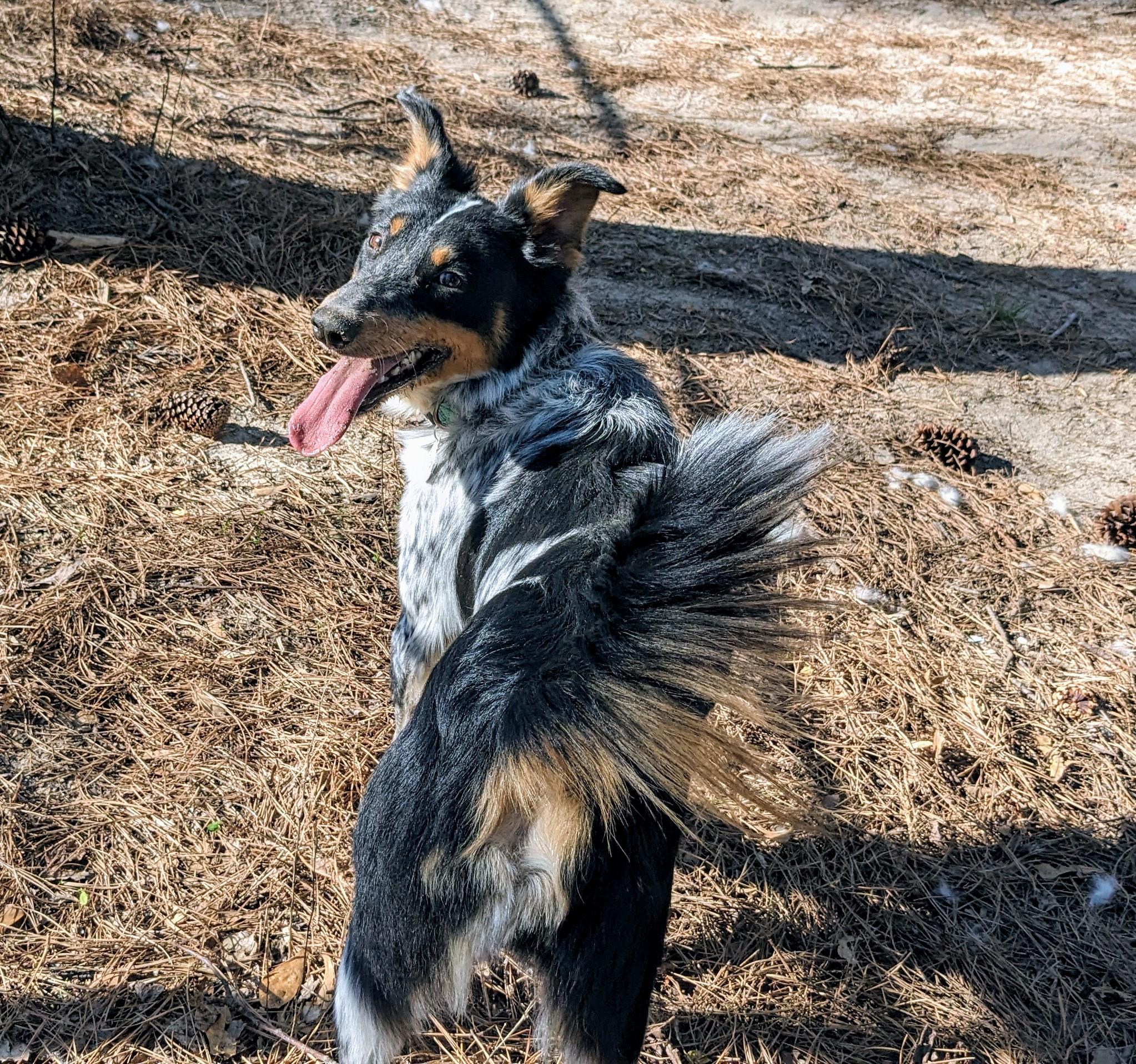 Dash, a Adoptable mixed breed in Clayton, NC image 4/6