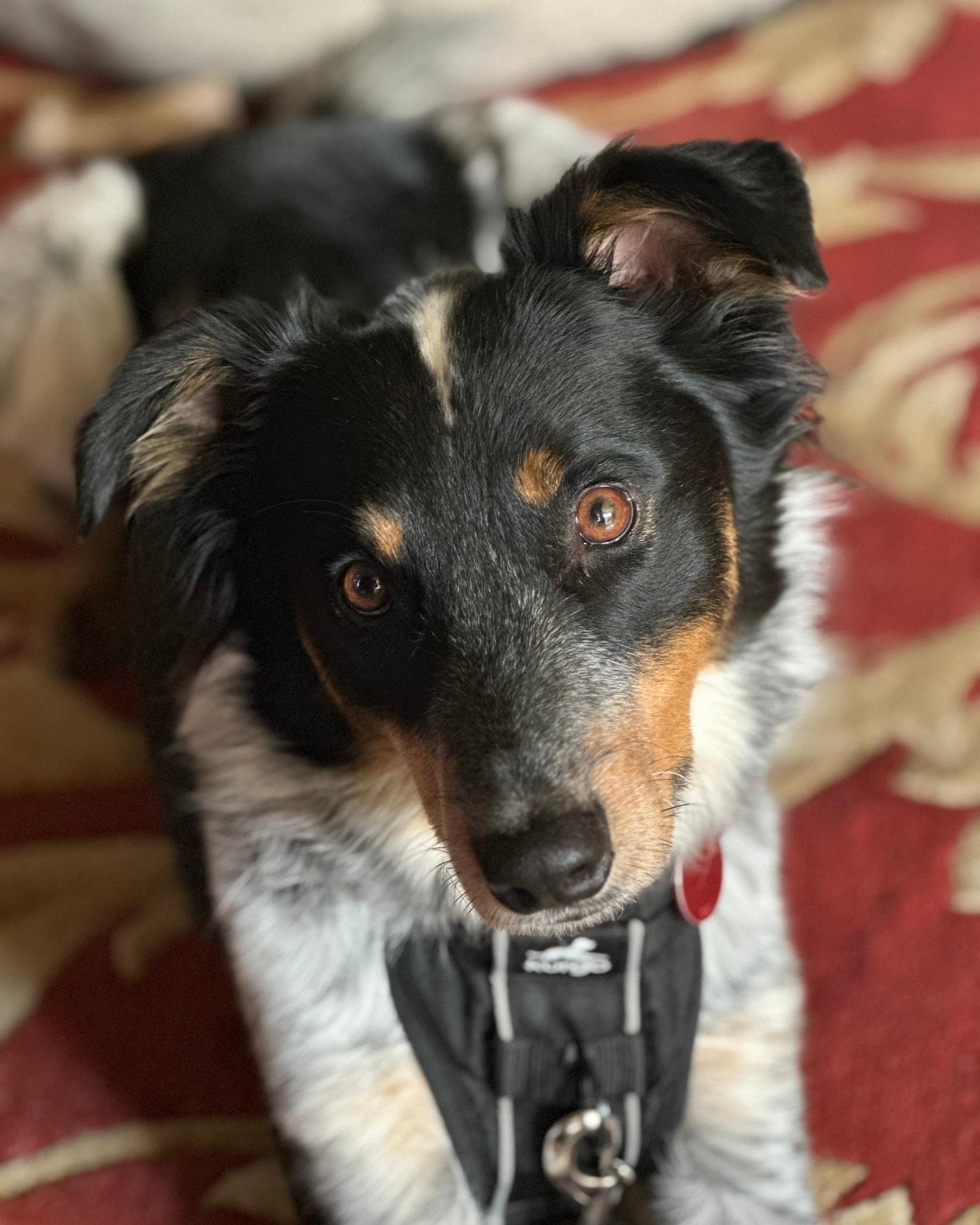 Dash - IN FOSTER HOME - AVAILABLE TO ADOPT, a Adoptable mixed breed in Clayton, NC image 1/6