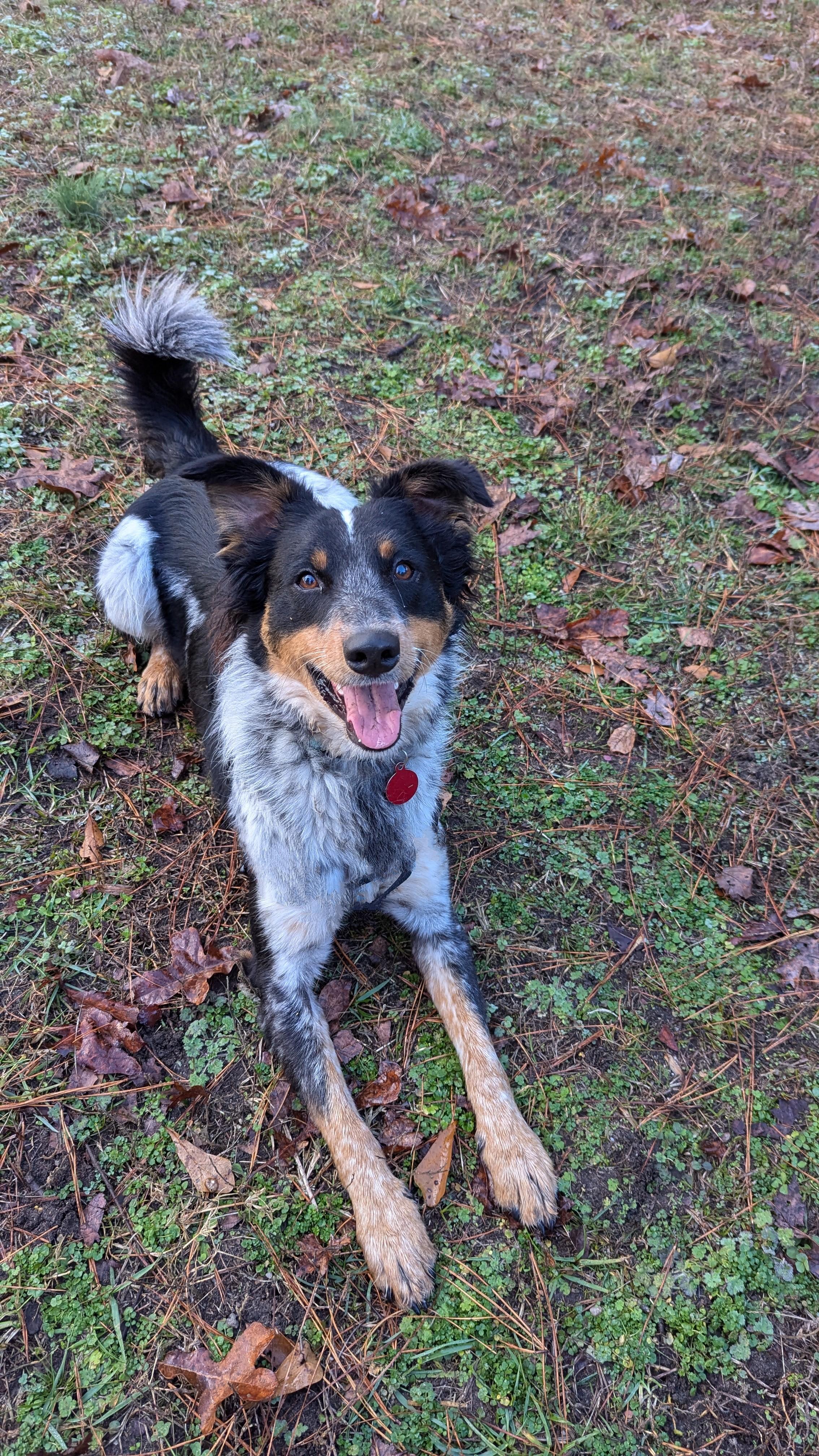 Dash, a Adoptable mixed breed in Clayton, NC image 5/6