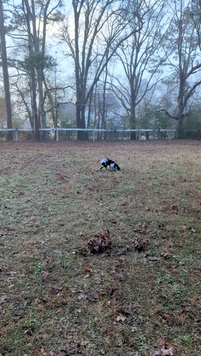 Enlarge Dash, a Adoptable mixed breed in Clayton, NC video 6/6