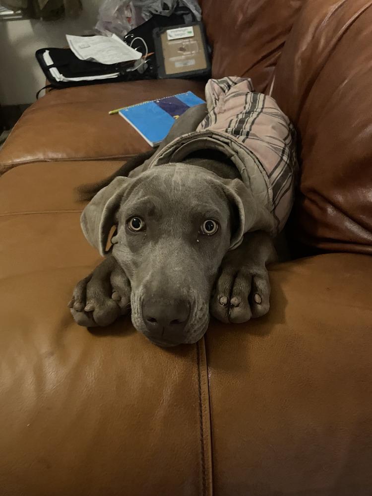Enlarge Scout, a Adoptable Weimaraner in Albuquerque, NM image 1/4