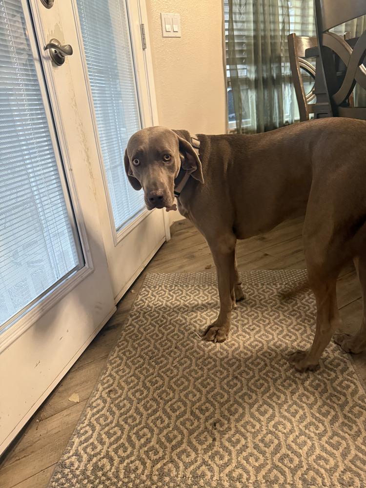 Enlarge Scout, a Adoptable Weimaraner in Albuquerque, NM image 2/4