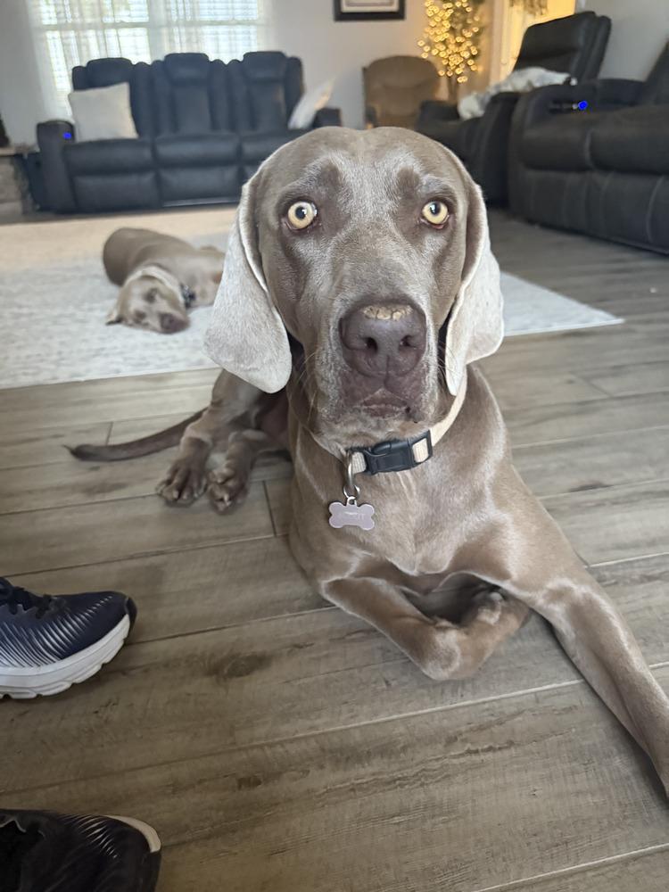 Enlarge Scout, a Adoptable Weimaraner in Albuquerque, NM image 3/4
