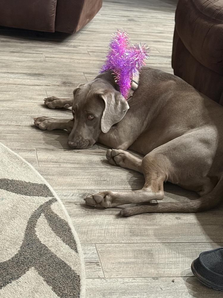 Enlarge Scout, a Adoptable Weimaraner in Albuquerque, NM image 4/4