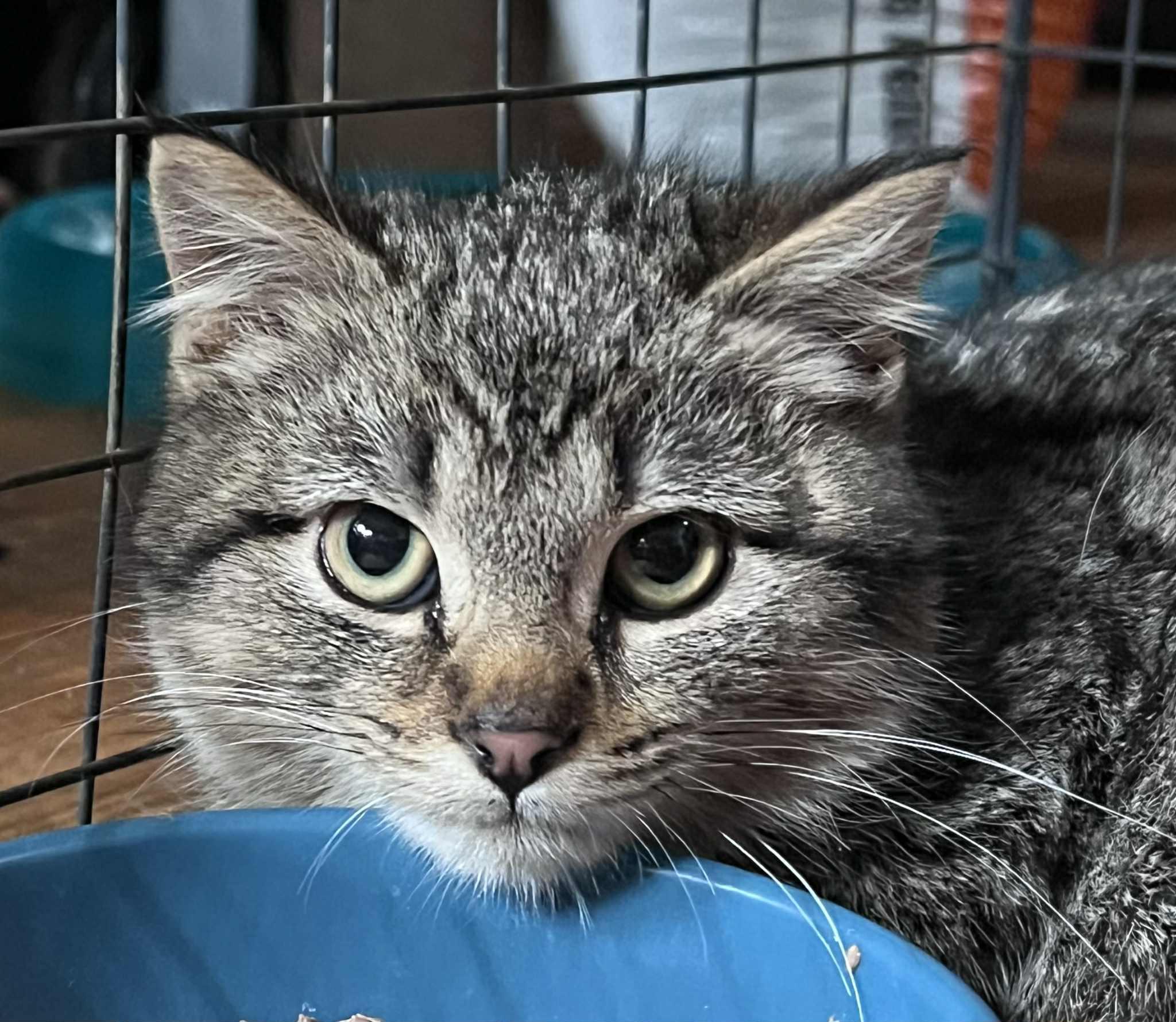 Enlarge Goblin, a ADOPTABLE Domestic Short Hair in Milwaukee, WI image 2/2