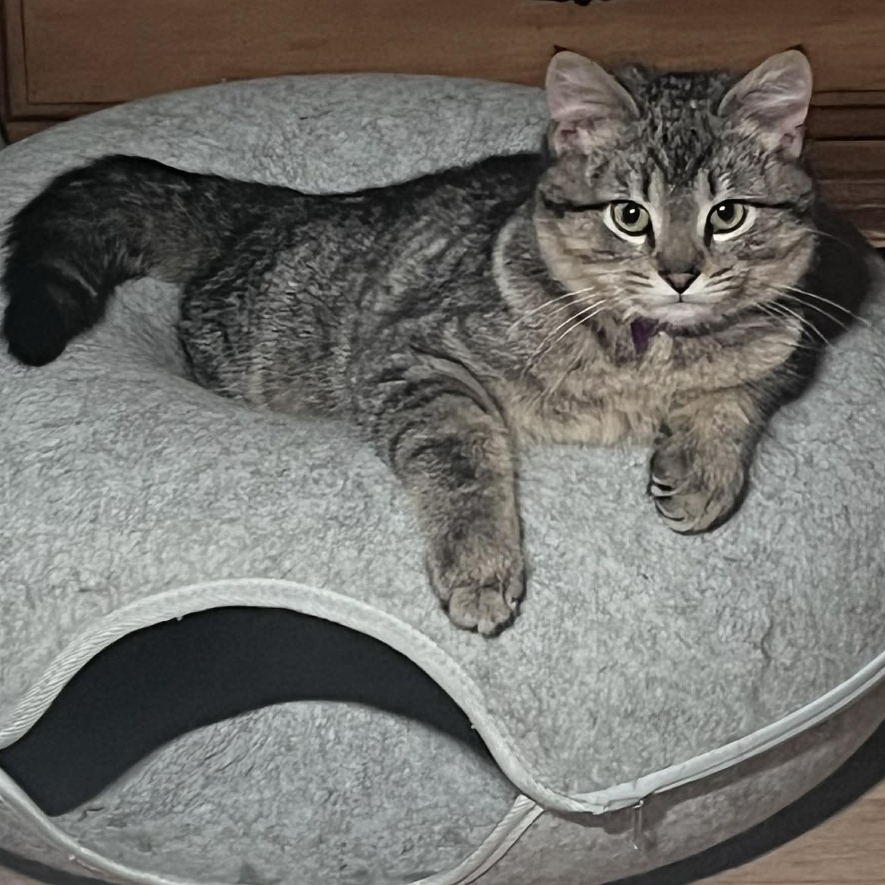 Goblin, ADOPTABLE, Kitten Male Domestic Short Hair.