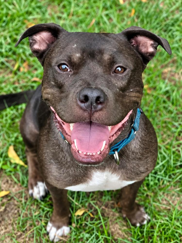 Enlarge Linus, a Adoptable mixed breed in Wenonah, NJ image 1/6