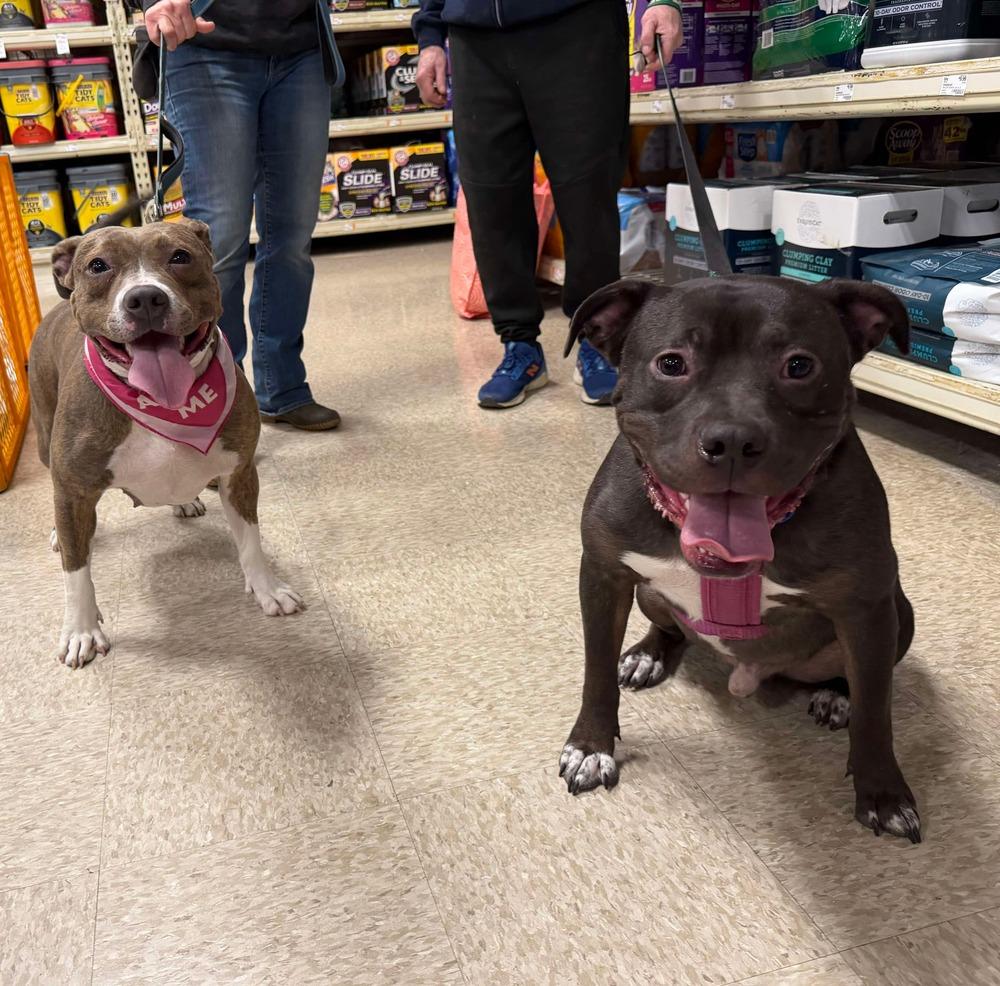 Linus, Adoptable, Adult Male Pit Bull Terrier & American Staffordshire Terrier.