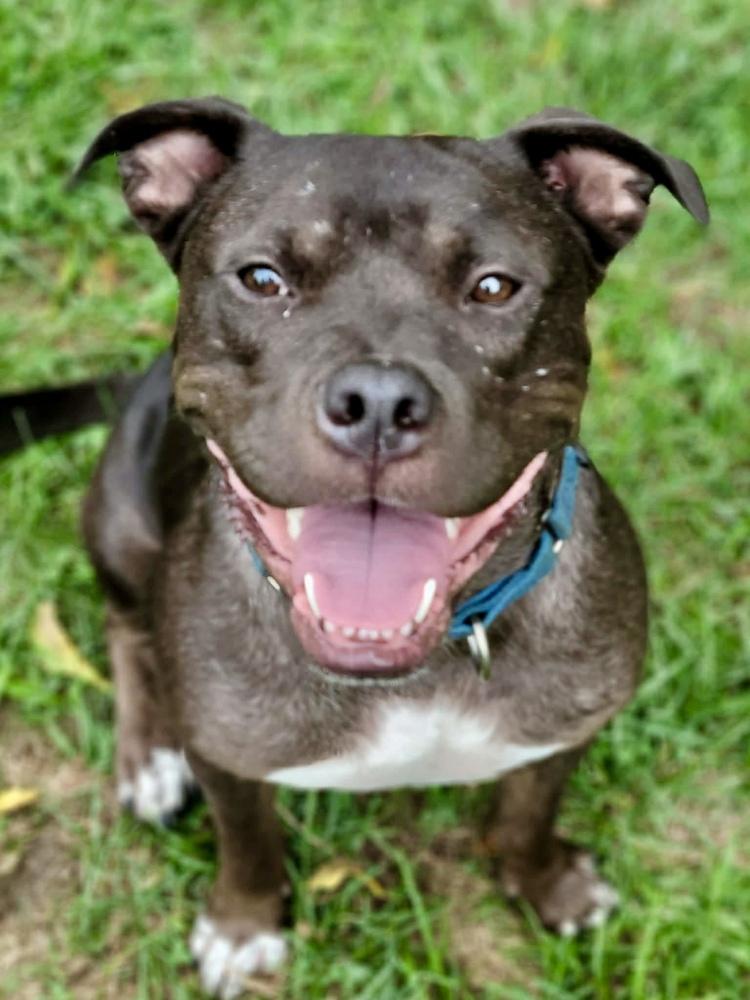 Linus, a Adoptable mixed breed in Wenonah, NJ image 2/4