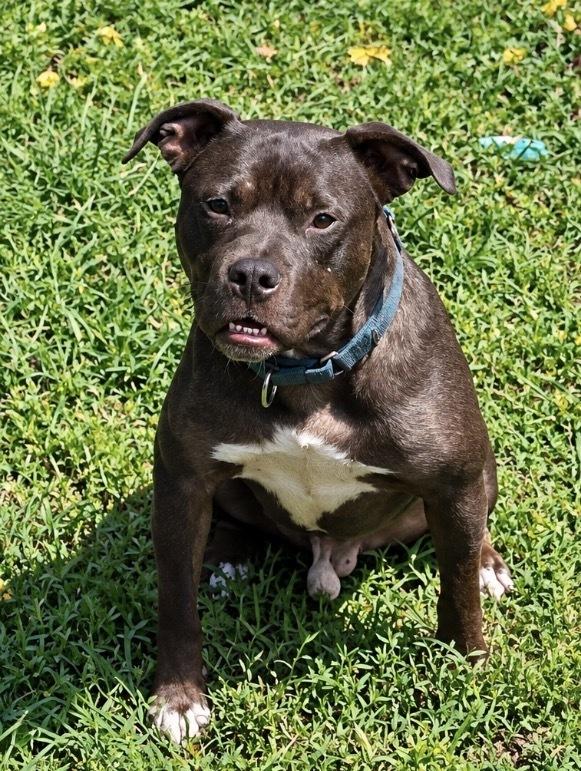 Enlarge Linus, a Adoptable mixed breed in Wenonah, NJ image 3/6