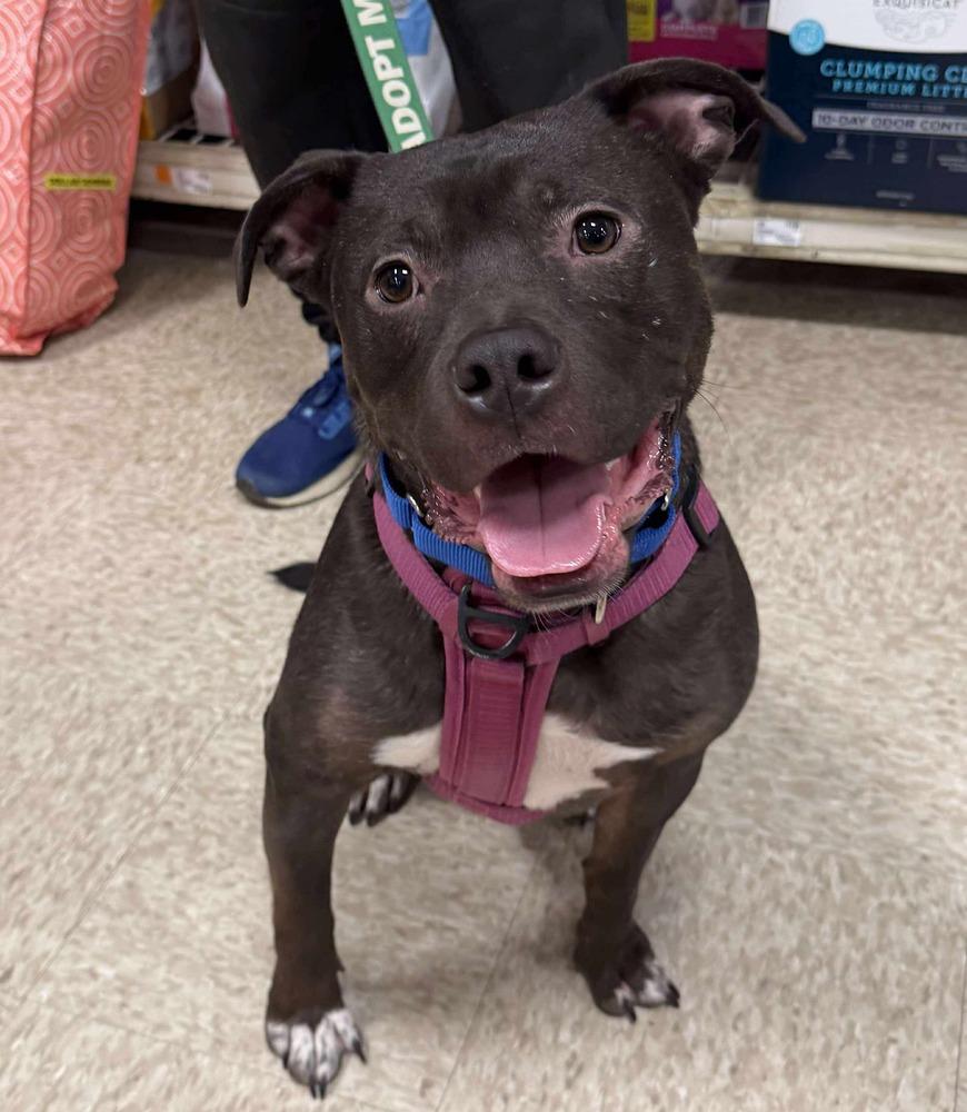 Linus, a Adoptable mixed breed in Wenonah, NJ image 3/4
