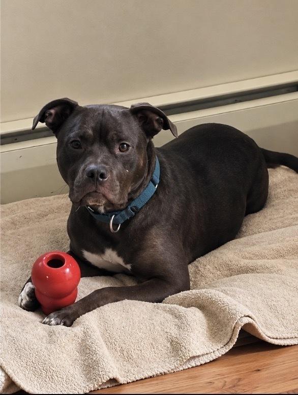Enlarge Linus, a Adoptable mixed breed in Wenonah, NJ image 6/6