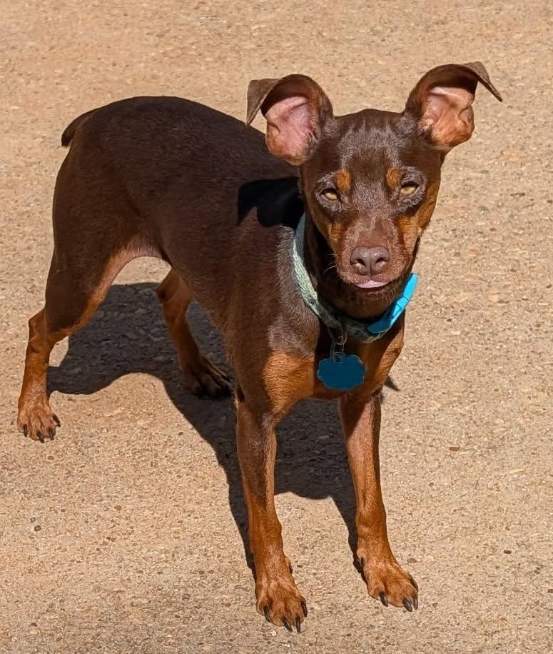 Chiquita, a Adoptable Miniature Pinscher in Duluth, GA image 1/6