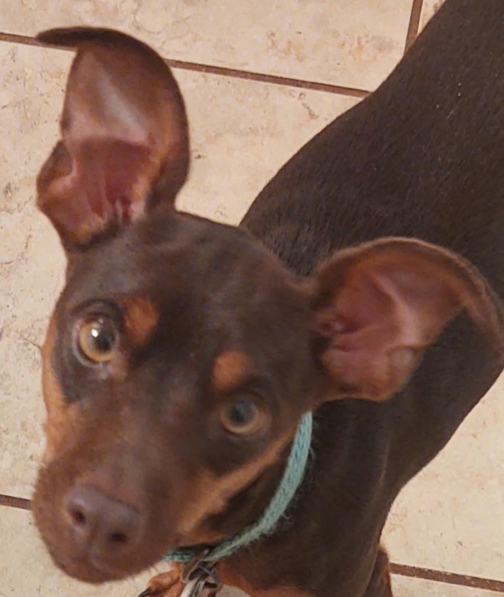 Chiquita, a Adoptable Miniature Pinscher in Duluth, GA image 2/6