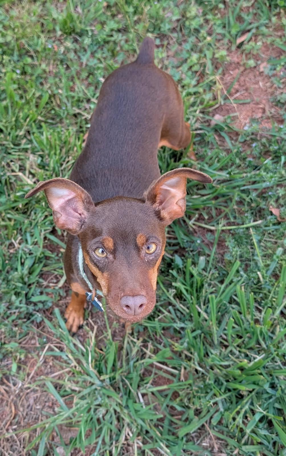 Enlarge Chiquita, a Adoptable Miniature Pinscher in Duluth, GA image 3/4