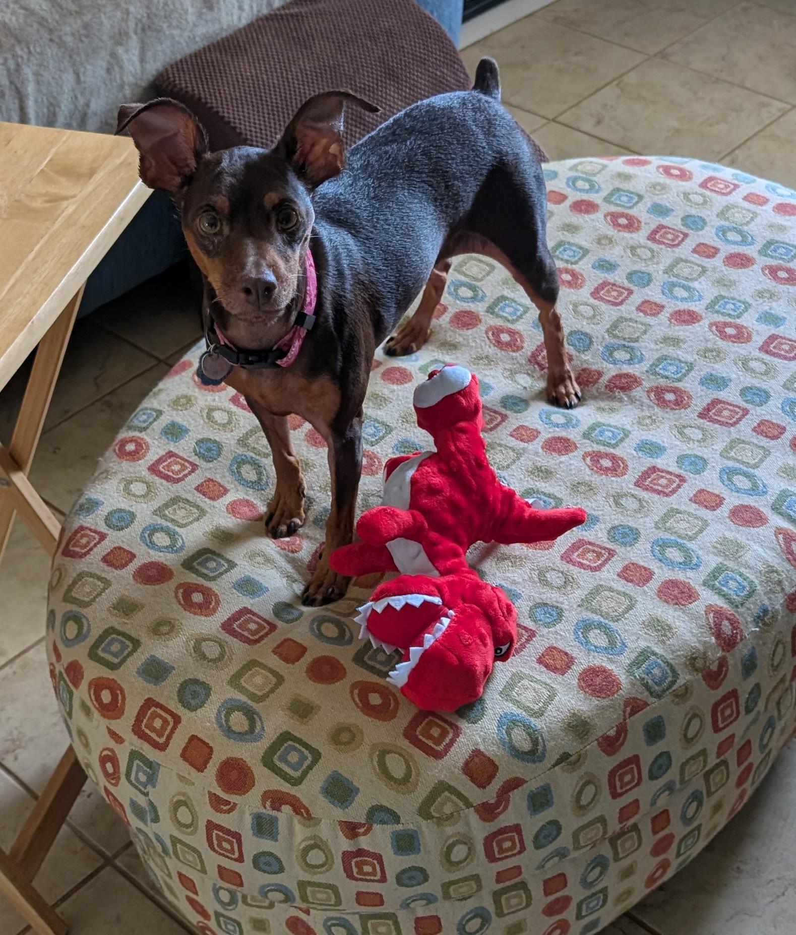 Enlarge Chiquita, a Adoptable Miniature Pinscher in Duluth, GA image 2/4