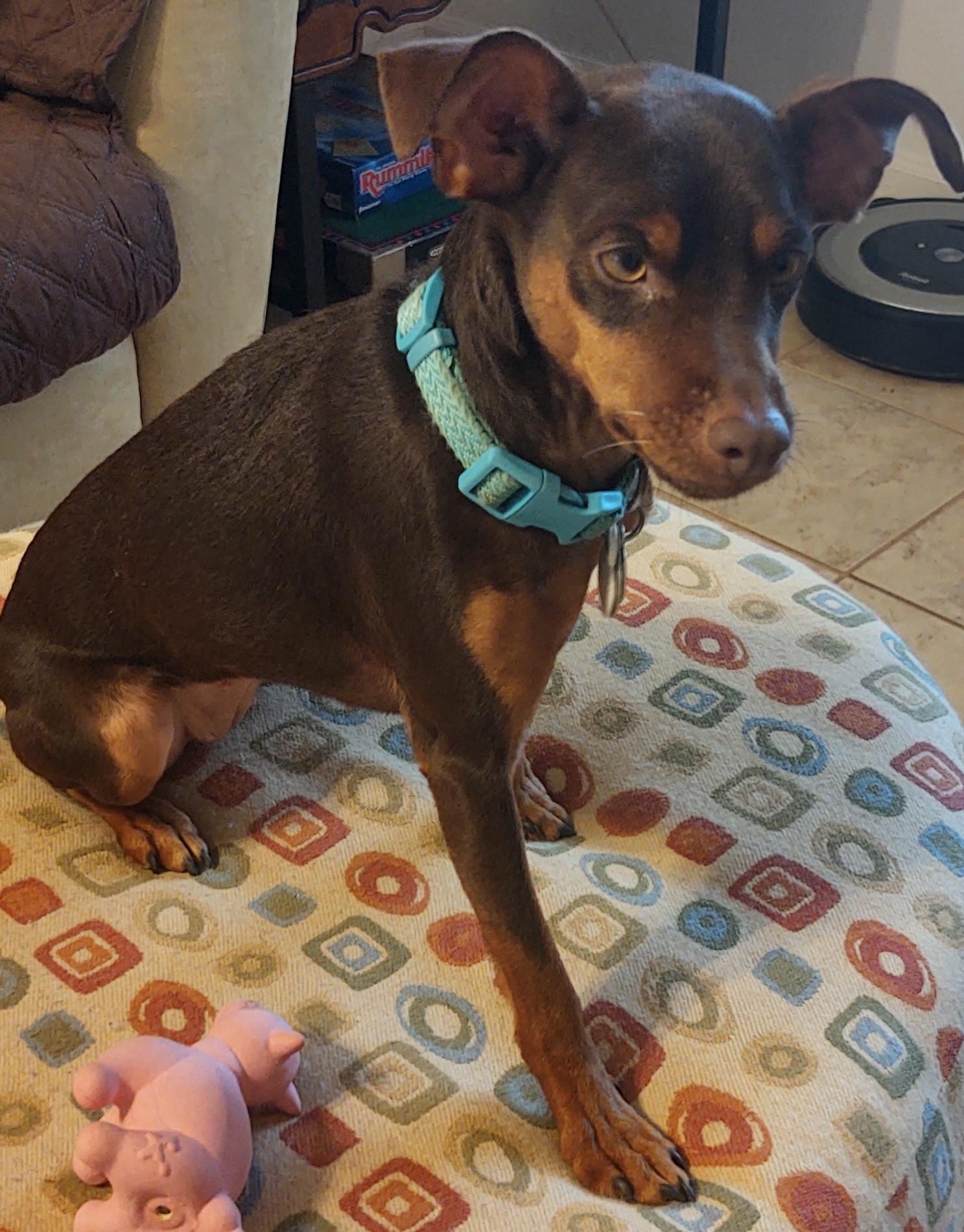 Chiquita, a Adoptable Miniature Pinscher in Duluth, GA image 5/6