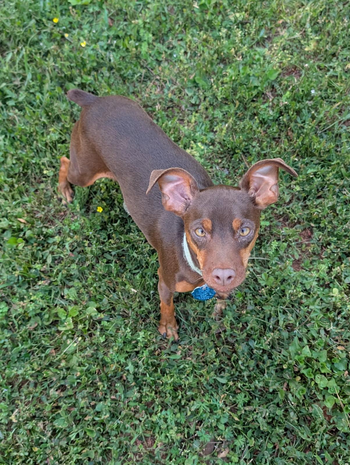 Chiquita, a Adoptable Miniature Pinscher in Duluth, GA image 6/6