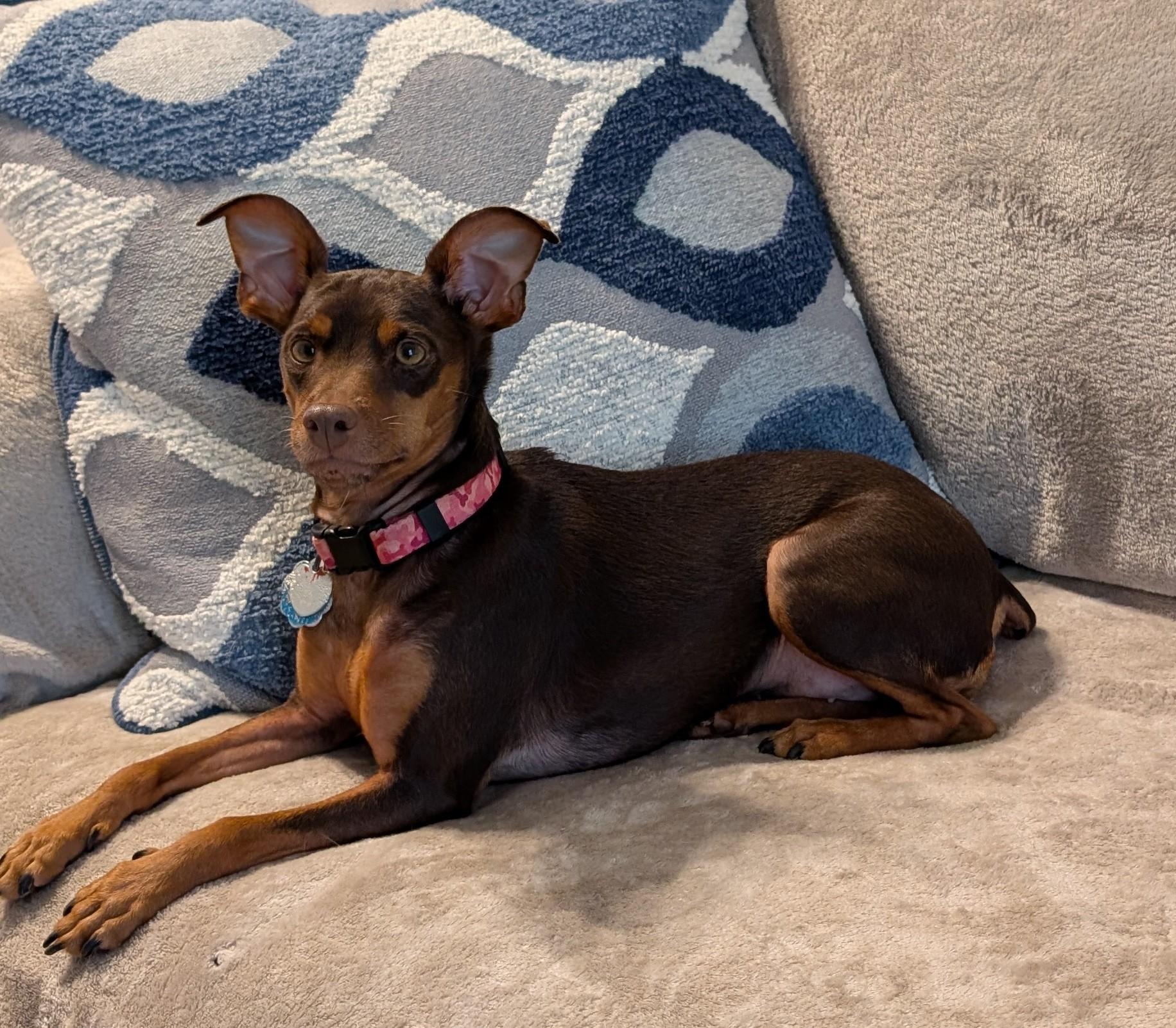 Enlarge Chiquita, a Adoptable Miniature Pinscher in Duluth, GA image 1/4