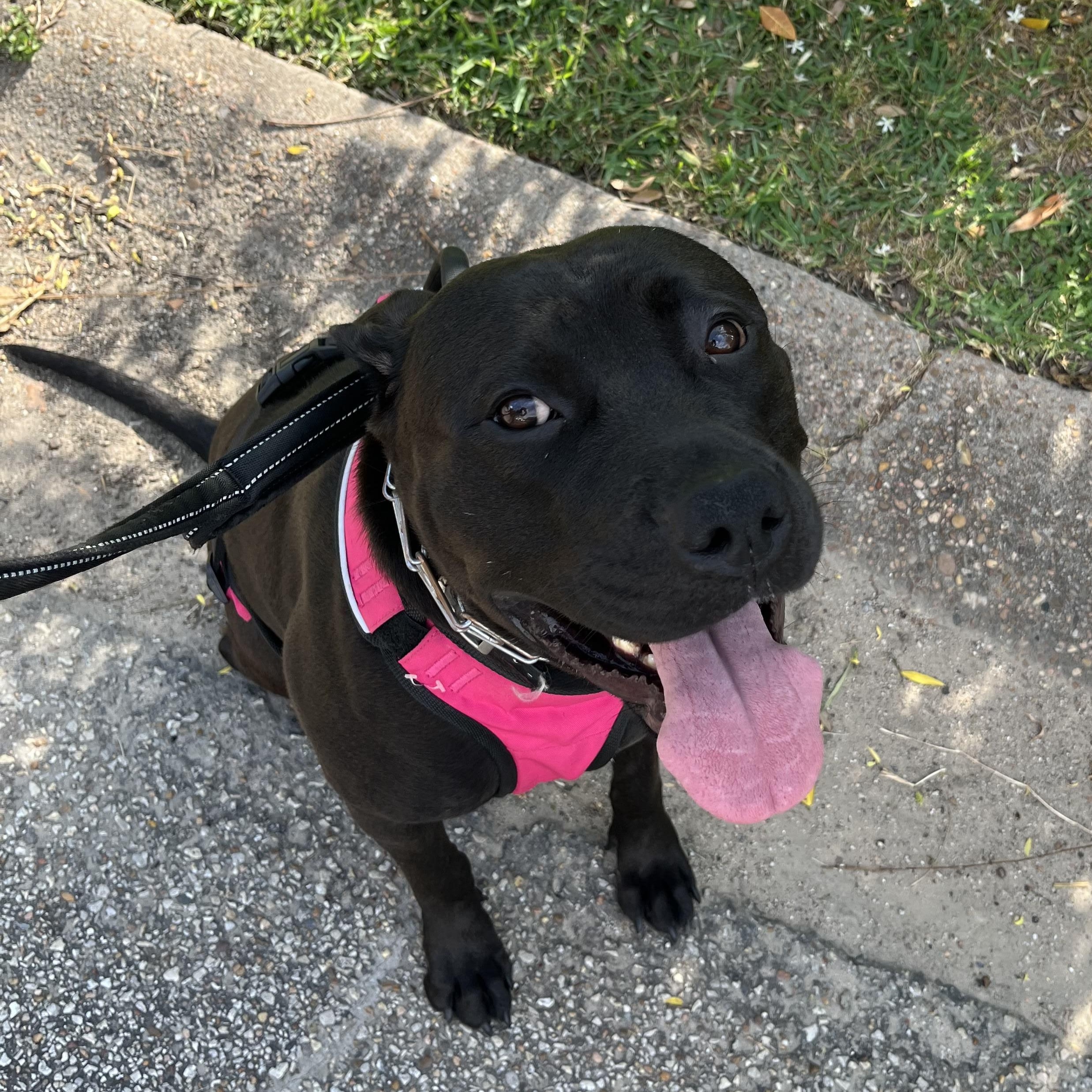 Lady, a Adoptable mixed breed in Houston, TX image 2/2