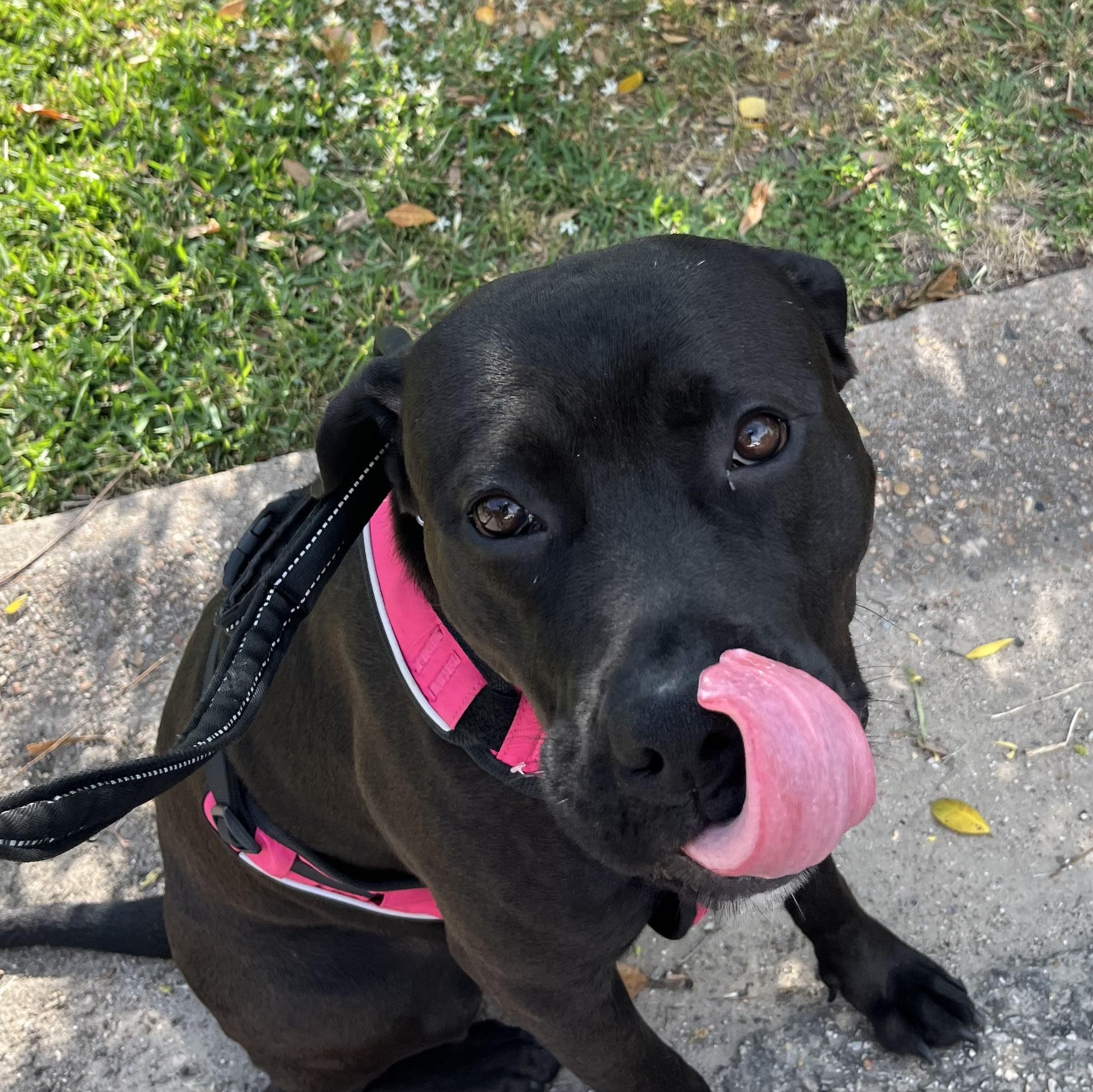 Lady, a Adoptable mixed breed in Houston, TX image 1/2